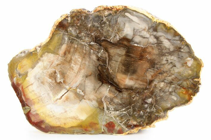 Colorful, Petrified Wood (Araucaria) Slab - Madagascar #258720